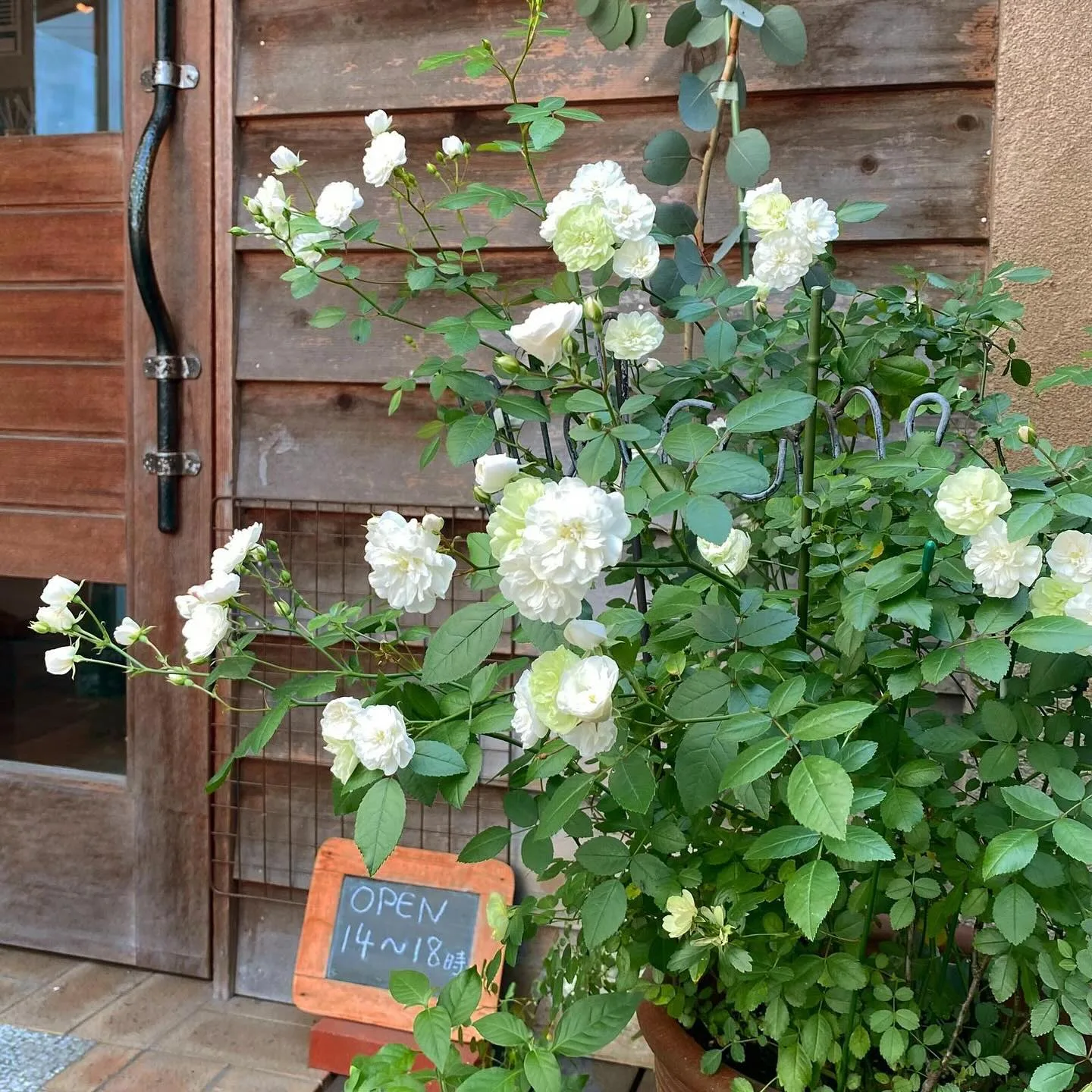 Photo by @caffedolce2001 on May 20, 2026. May be an image of window box, rose and door.